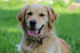 golden retriever dog grooming guide