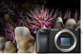 See more of audi 100/a6 c4 on facebook. Sony A6100 Review Underwater Photography Guide