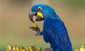 10 incredible macaw facts a z s