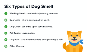 how to get rid of dog smell in house