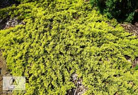 juniperus horizontalis golden carpet