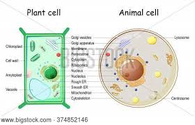 (i) look at the diagrams above. Plant Cell Animal Vector Photo Free Trial Bigstock