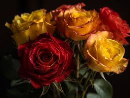 yellow and red roses meaning symbolism