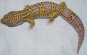 Le Gecko léopard / Les phases Images?q=tbn:ANd9GcRWcmBAOVZWyvO94mB0XA8SZD4Jb-zxm6yVEyUZq0doxOetgZiF
