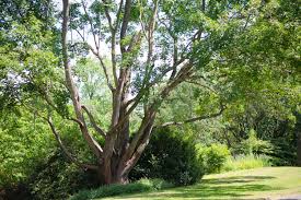13 beautiful species of maple trees