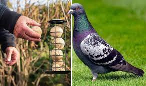 Get Rid Of Pigeons In Your Garden
