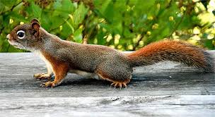 Image result for squirrel