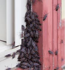 6 Tips on How to Get Rid of Box Elder Bugs - Plunkett's Pest Control