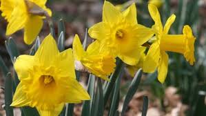 Spring flowers that grow every year. How To Grow Daffodils Miracle Gro