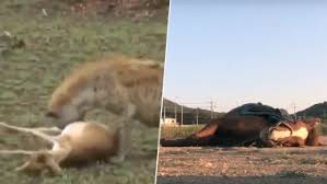 Animals that play dead may seem as if they are offering themselves up on a platter. Duck Fools A Dog By Playing Dead Other Times When Animals Faked Death To Escape From Tough Situations Watch Viral Videos Latestly