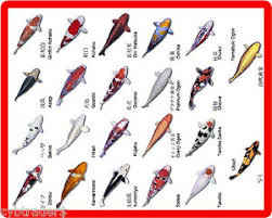 Details About Koi Fish Color Names Identification Refrigerator Tool Box Magnet