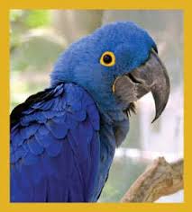 hyacinth macaw parrot magnet