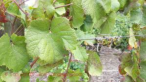 Learn How To Identify A Grape Variety By The Leaf And Grape