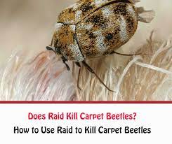 does raid kill carpet beetles