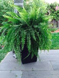 Planter From Costco With Fern For My