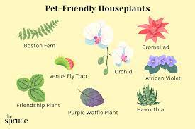 23 Indoor Plants Safe For Cats And Dogs