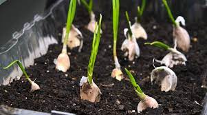 How To Grow Garlic Thompson Morgan