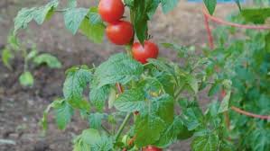 Tomato Seeds To Germinate
