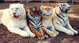 Image Result For Big Cat Size Comparison Chart White