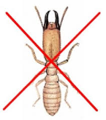 Image result for important to get rid of termites