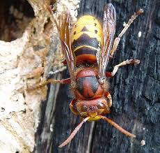 deadly asian giant hornet spotted in
