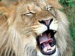 secrets of a lion s roar science