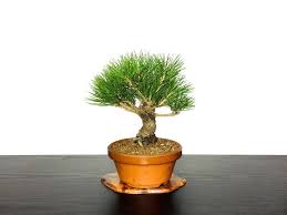 Viamichelin offers 5 options for kuromatsu. Bonsai Pinus Thunbergii Black Pine Kuromatsu Small Size Bonsai Online Shopping Site Of Bonsai Treesfrom Japan