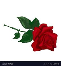 red rose royalty free vector image