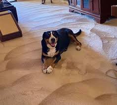 carpet cleaning angwin ca quality