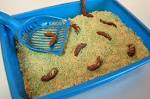 Image result for cat litter cake
