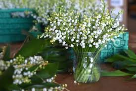 ask the gardener lily of the valley