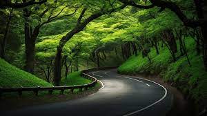 winding road with green trees in the