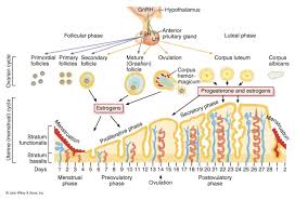 Ovarian Cycle Menstrual Cycle Online Biology Notes