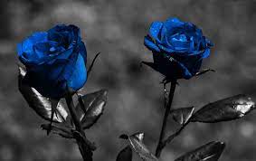 Dark Blue Rose Abstract Wallpapers ...