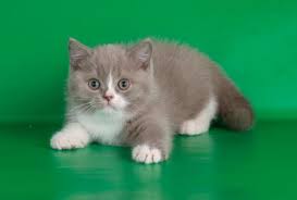 british shorthair cats