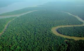 The biome is a forest with mahogany and jungle trees. Tropical Rainforest Wikipedia