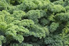 Image result for How To Grow Kale In South Africa
