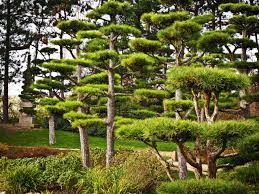 evergreen trees do we need them in the