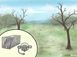 As bait, use a slice of cantaloupe or other fruit. How To Trap A Groundhog 12 Steps With Pictures Wikihow
