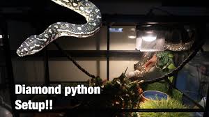 diamond python setup you