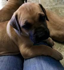 Newest oldest price ascending price descending relevance. View Ad Boerboel Litter Of Puppies For Sale Near Virginia Chesapeake Usa Adn 21596