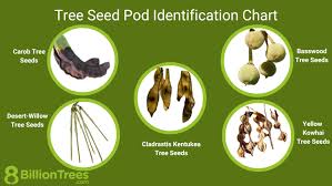 tree seed pods identification guide 75