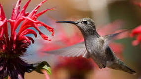 Do hummingbirds like the color red?