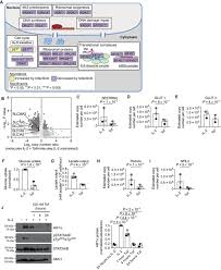 Interleukin 2 Shapes The Cytotoxic T Cell Proteome And