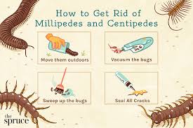 how to get rid of millipedes and