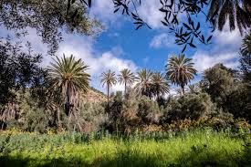 the moroccan food forest that inspired