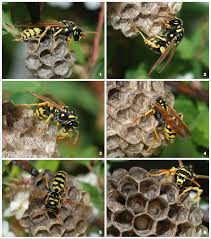 Paper Wasp Wikipedia