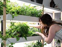 Grow Your Own Indoor Vegetable Garden