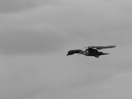 Resultado de imagen para grandioso halcon en vuelo