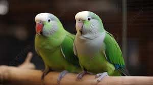 two green parrots sat on a branch